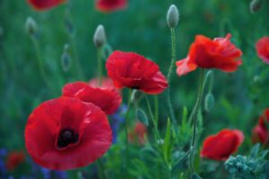 Claudia Wirz Heilpflanzen Naturmedizin Naturärztin Homöopathie