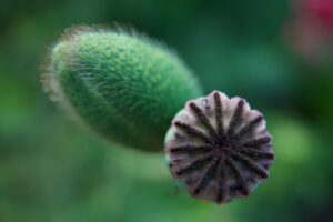 Claudia Wirz Heilpflanzen Naturmedizin Naturärztin Homöopathie