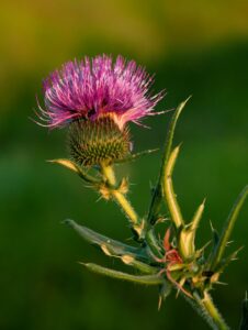 Sanft Entgiften entschlacken Detox