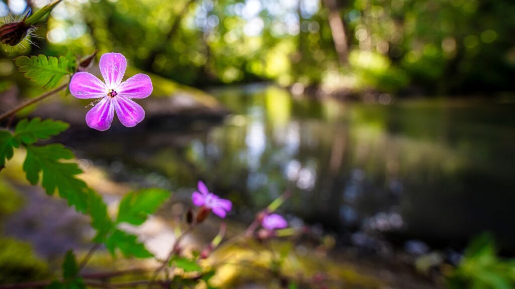 Naturmedizin für seelische Verletzungen, Schock