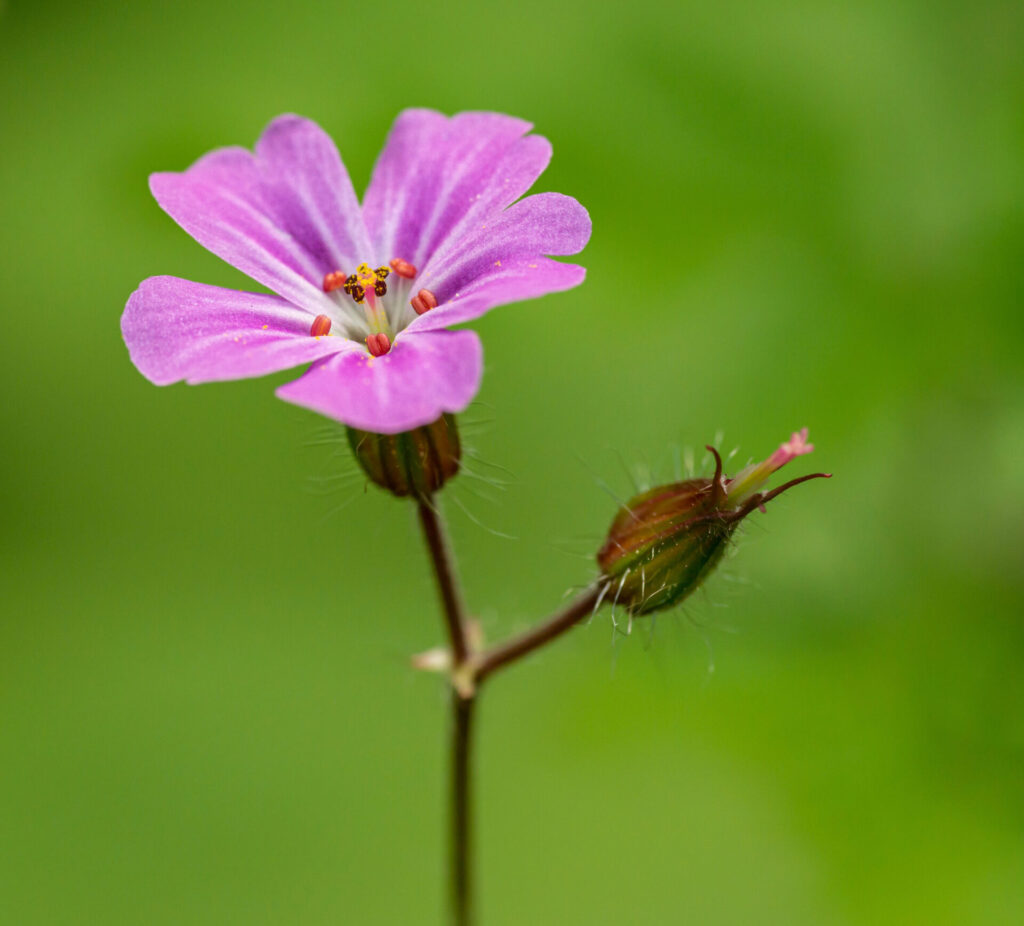Naturmedizin für seelische Verletzungen, Schock